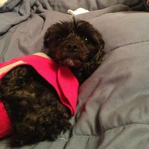 Meet your Posher, Annette